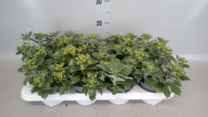 Ajania pacifica 'Silver and Gold'