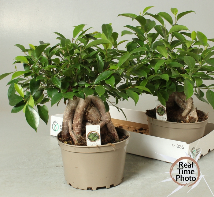 <h4>FIC MI GINSENG</h4>