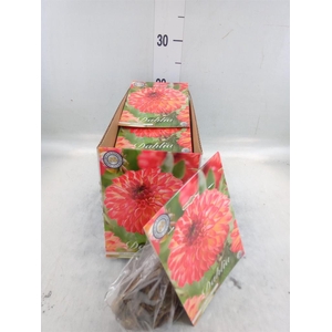 Dahlia   ...flowerbulbs