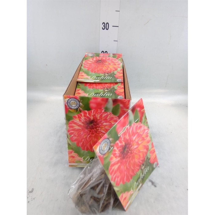 <h4>Dahlia   ...flowerbulbs</h4>