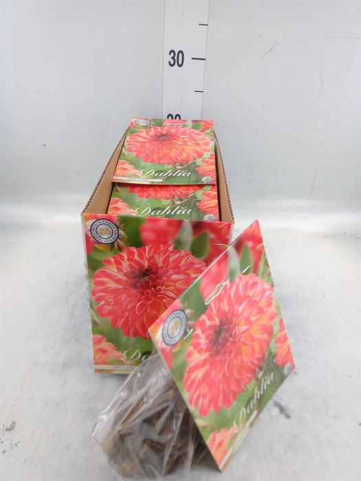 Dahlia   ...flowerbulbs