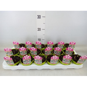 Fritillaria meleagris