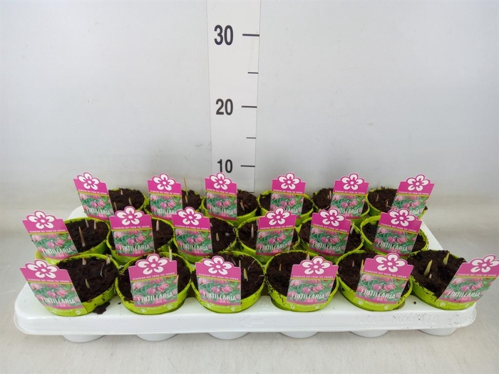 <h4>Fritillaria meleagris</h4>