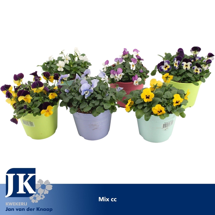 <h4>Viola Cornuta mix kar</h4>