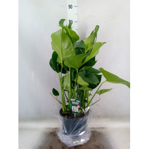 Monstera delic.