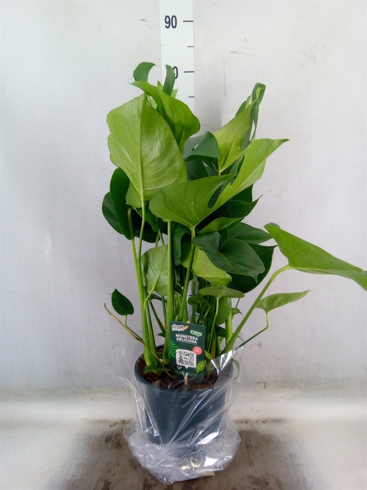 <h4>Monstera delic.</h4>