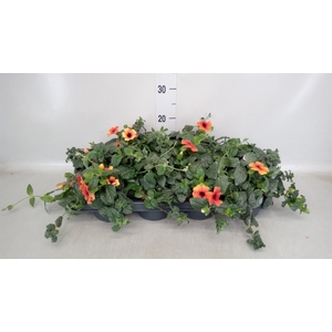 Thunbergia alata