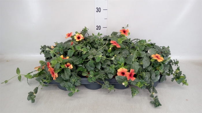 <h4>Thunbergia alata</h4>