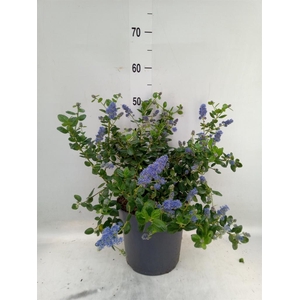 Ceanothus griseus 'Yankee Point'