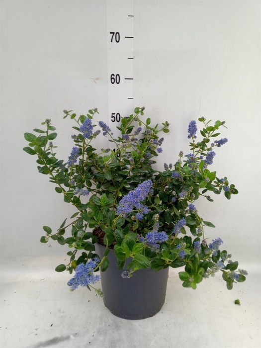 <h4>Ceanothus griseus 'Yankee Point'</h4>