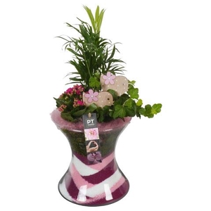 kamerplanten