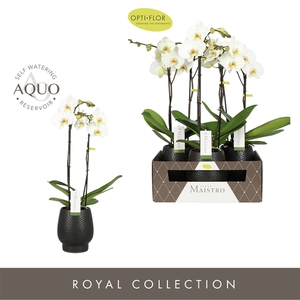 Maistro Mozart 2 spike 50 cm in Abruzzo Black Aquo