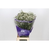 Limonium White Activa
