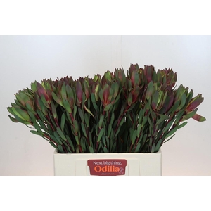 Leucadendron Senorita