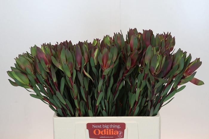 <h4>Leucadendron Senorita</h4>