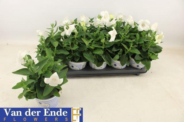 <h4>Platycodon grand. Pop Star White</h4>