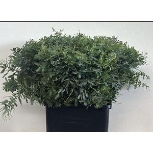 Mimosa Baleana Gray (per bunch)