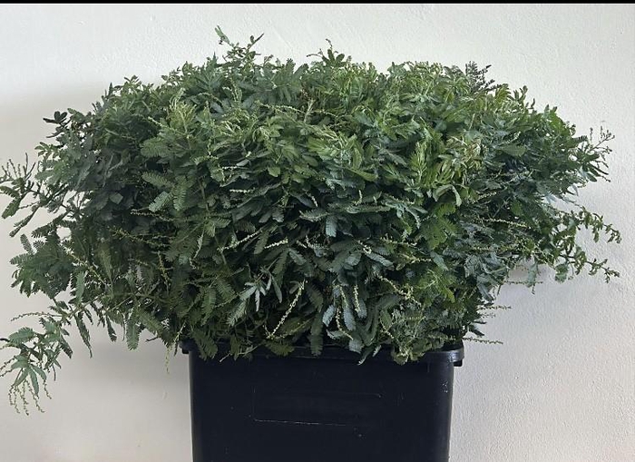 <h4>Mimosa Baleana Gray (per bunch)</h4>