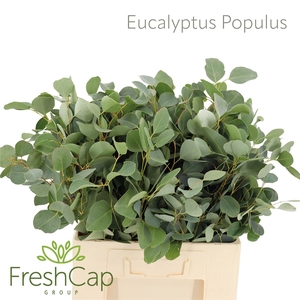 Eucalyptus per bos populifolia