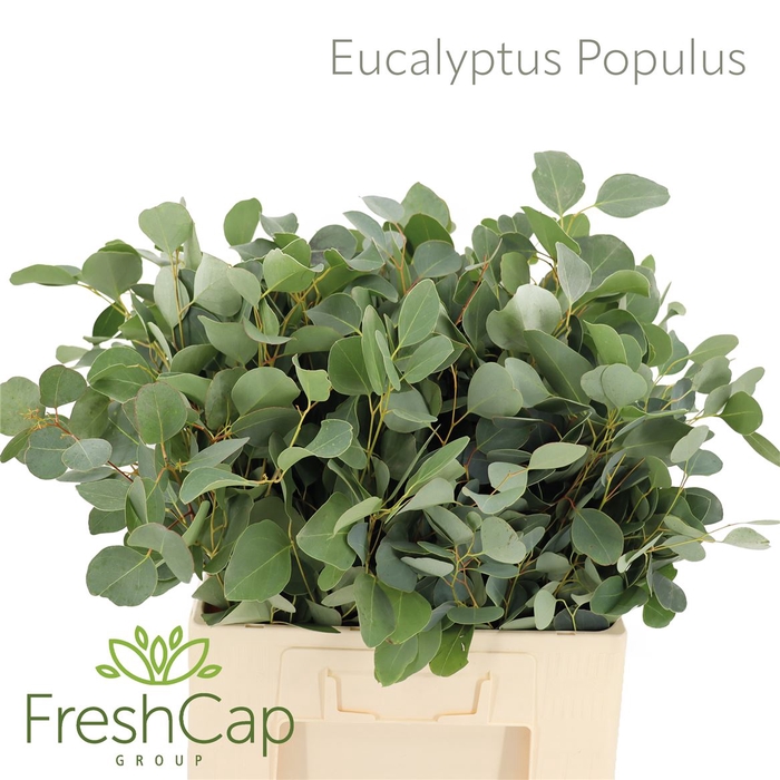 <h4>Eucalyptus per bos populifolia</h4>