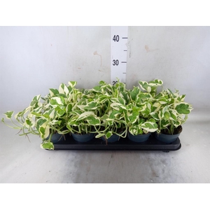 Epipremnum pinn. 'NJoy'