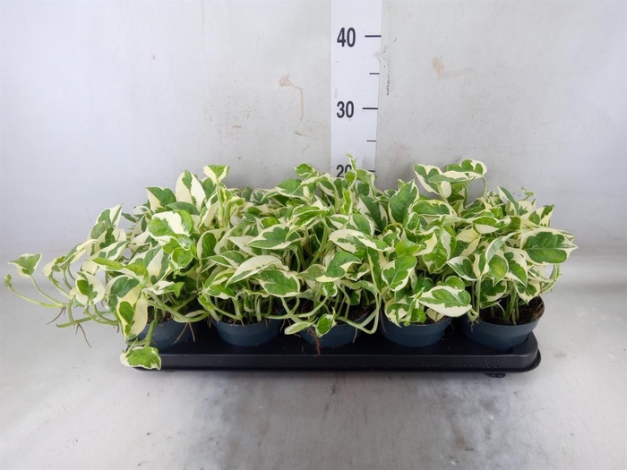 <h4>Epipremnum pinn. 'NJoy'</h4>