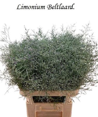 <h4>Lim Beltlaard</h4>