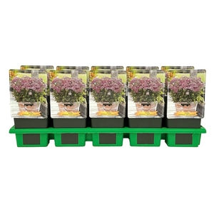 Achillea