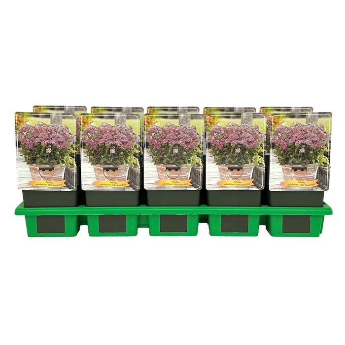 <h4>Achillea</h4>