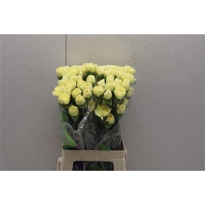 Di St Illias Yellow