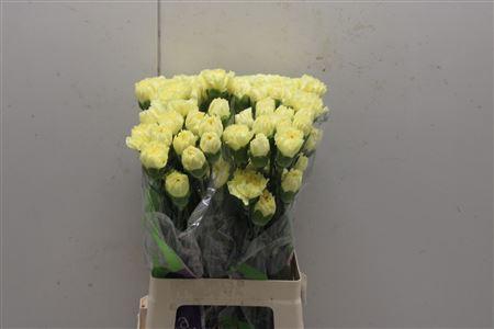 <h4>Di St Illias Yellow</h4>