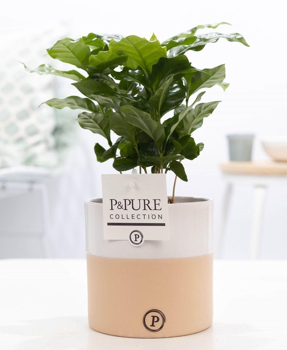 <h4>Coffea Arabica in P&PURE Rosy ceramics</h4>