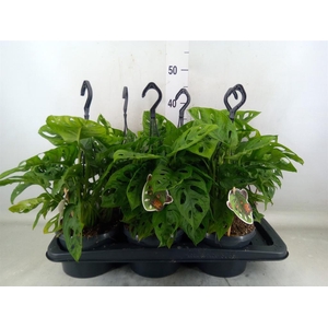 Monstera obliqua 'Monkey Mask'