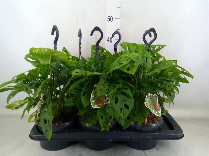 <h4>Monstera obliqua 'Monkey Mask'</h4>