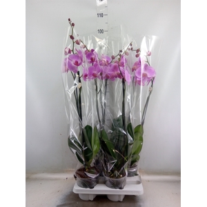 Phalaenopsis   ...rose