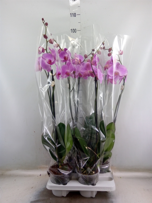 <h4>Phalaenopsis   ...rose</h4>