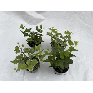 HEDERA HELIX p6 mix green variegated