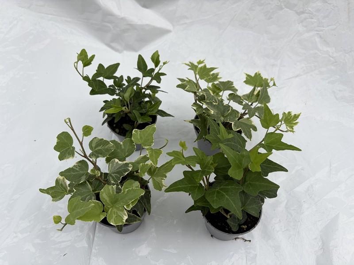 <h4>HEDERA HELIX p6 mix green variegated</h4>