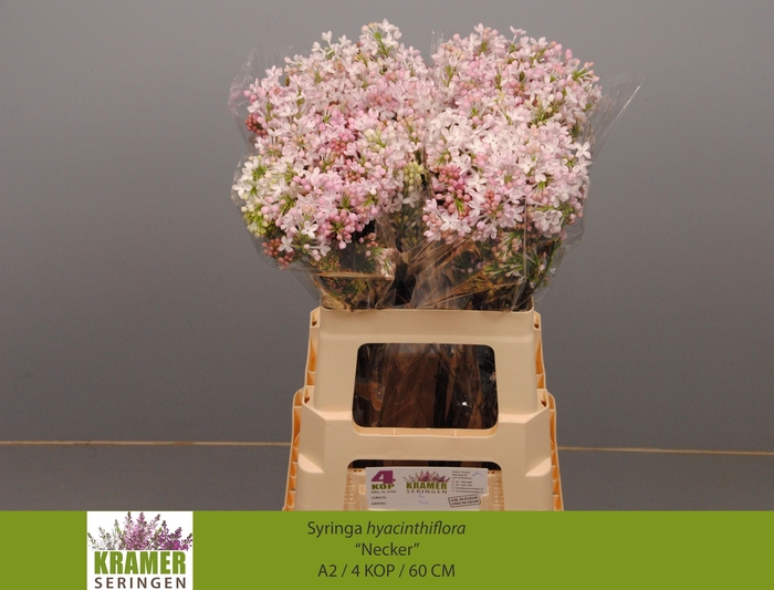 <h4>SYR HY NECKER</h4>