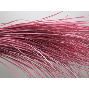 Beregras Rose