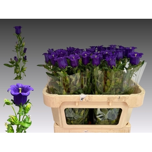 CAMP M CAM DEEP BLUE