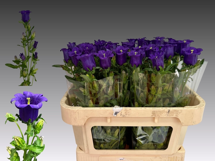 <h4>CAMP M CAM DEEP BLUE</h4>