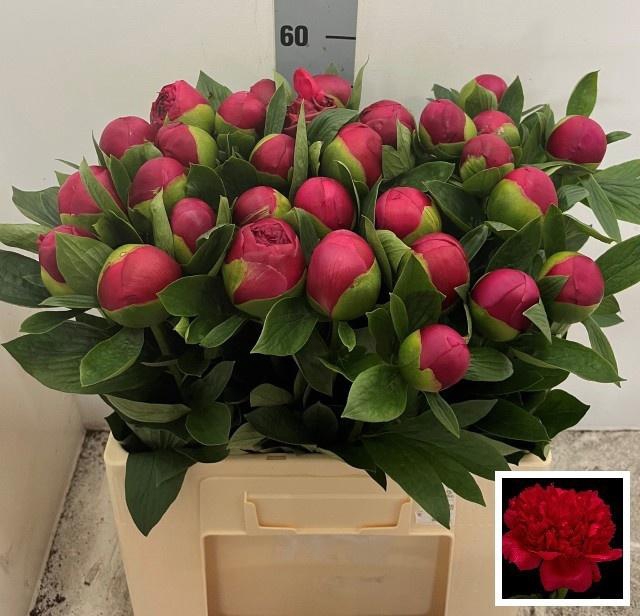 <h4>PAEO BELGRAVIA</h4>