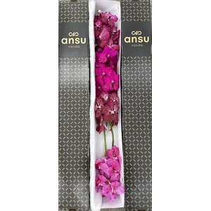 Vanda Mix Pink X4 Stem