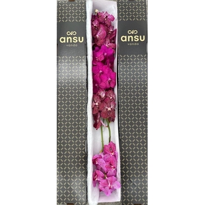 Vanda Pink Mix X4