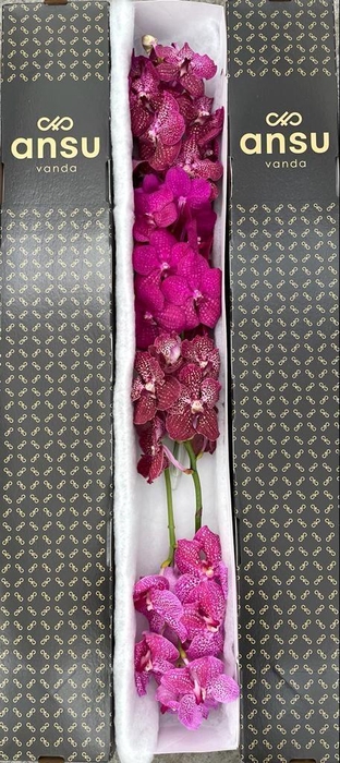 <h4>Vanda Mix Pink X4 Stem</h4>