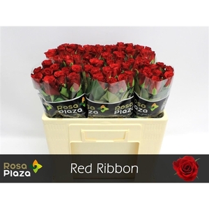 Rosa large red ribbon