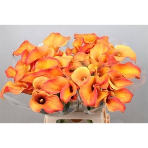 Calla Callista