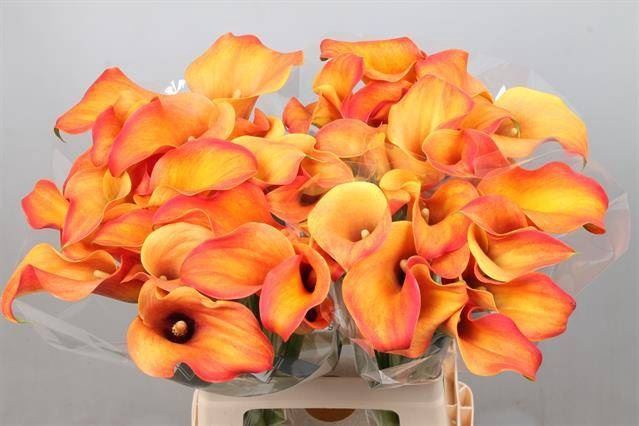 <h4>Calla Callista</h4>
