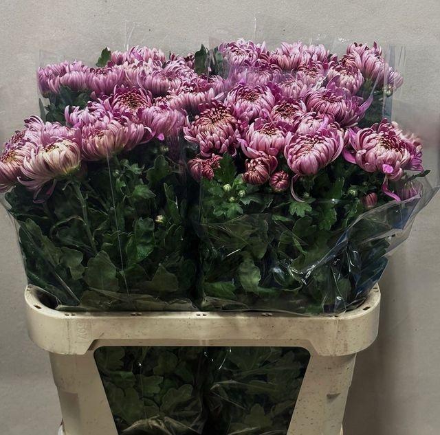 <h4>Chr G Cassandra</h4>